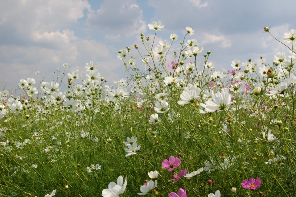 Fields white sky