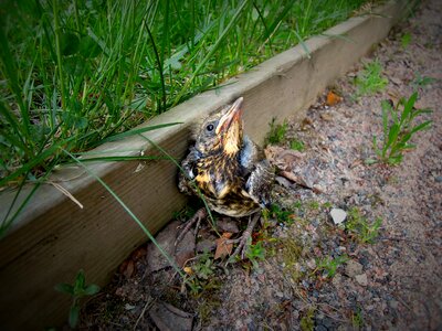 Chick small fieldfare