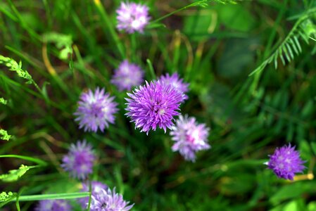 Grow grass a garden plant