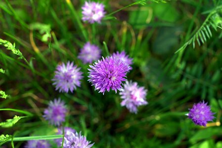 Grow grass a garden plant photo