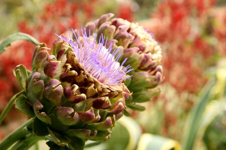 Vegetable nature