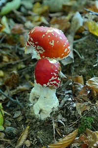 Red spotted amanita muscaria photo