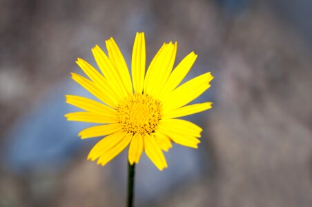 Yellow yellow flower blossom