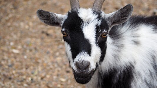 Farm domestic livestock