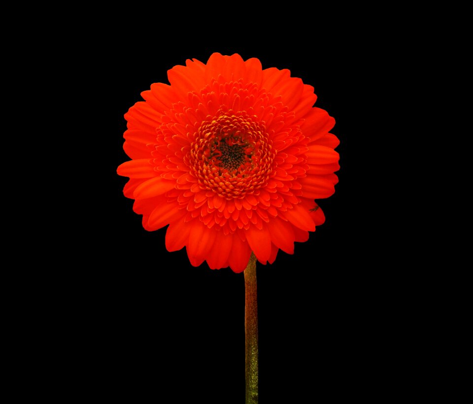 Blossom bloom bloom