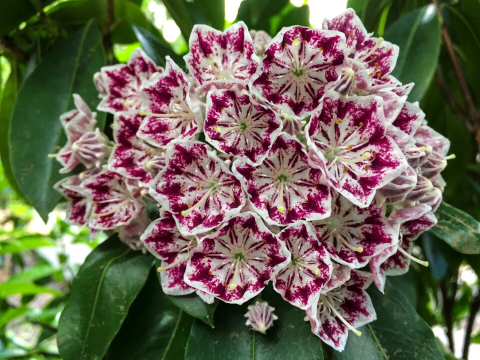 Purple pink bunch