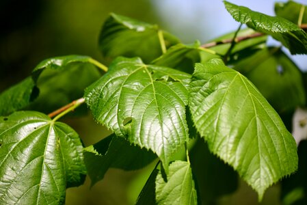 Green plant shrubs