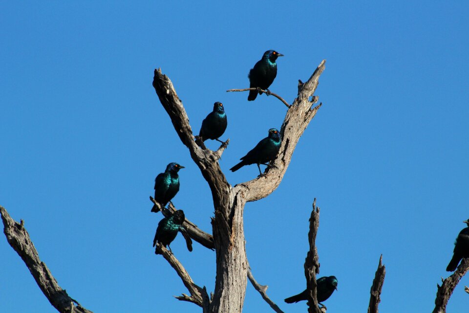 Animal birds nature