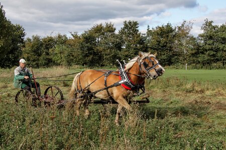 Horse mccormick-mower lawn mowing
