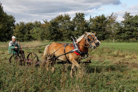 Horse mccormick-mower lawn mowing photo