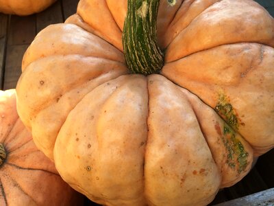 Orange halloween pumpkins photo