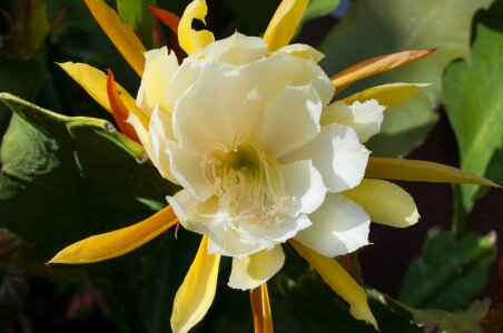 Flower blossom bloom