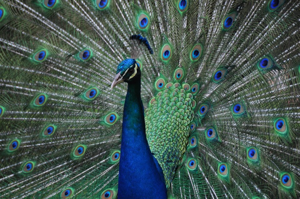 Nature peacock exotic