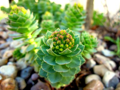 Flower perennial nature