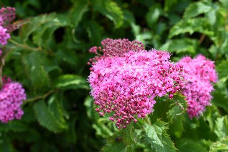 Hangang park flowers trickle