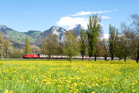 Glarus trees canton of glarus