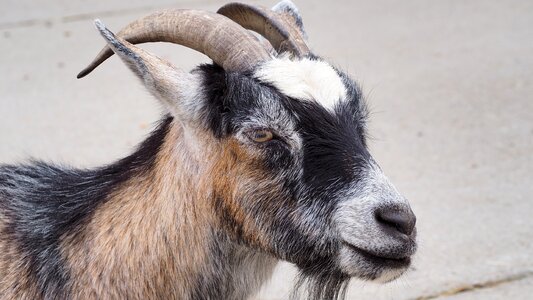 Farm domestic livestock