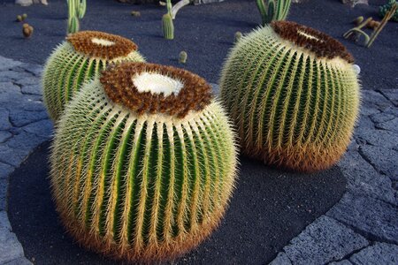 Cactus canary islands places of interest