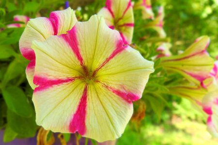 Color flowers ornamental plant
