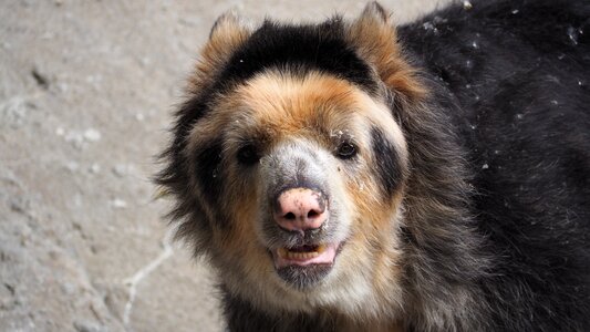 Spectacled andean animal