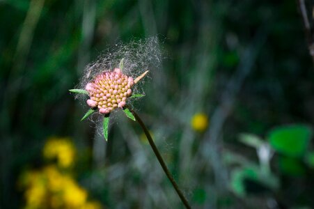 Flower wild cornflower