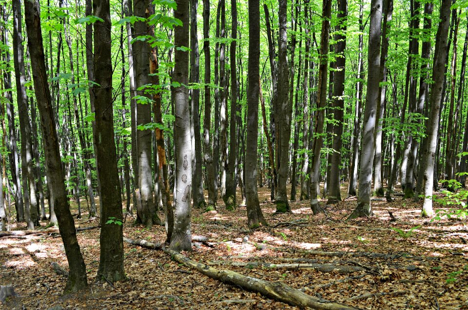Nature green plants