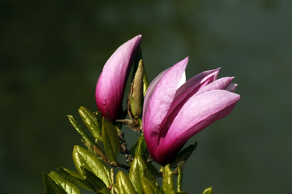 Spring pink flowers