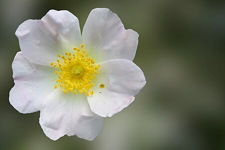 Bloom flower roses