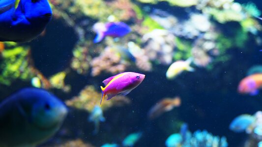 Fish water aquatic