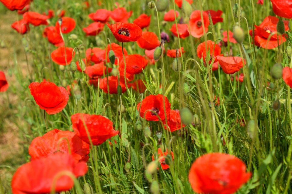 Poppy flower field of poppies meadow