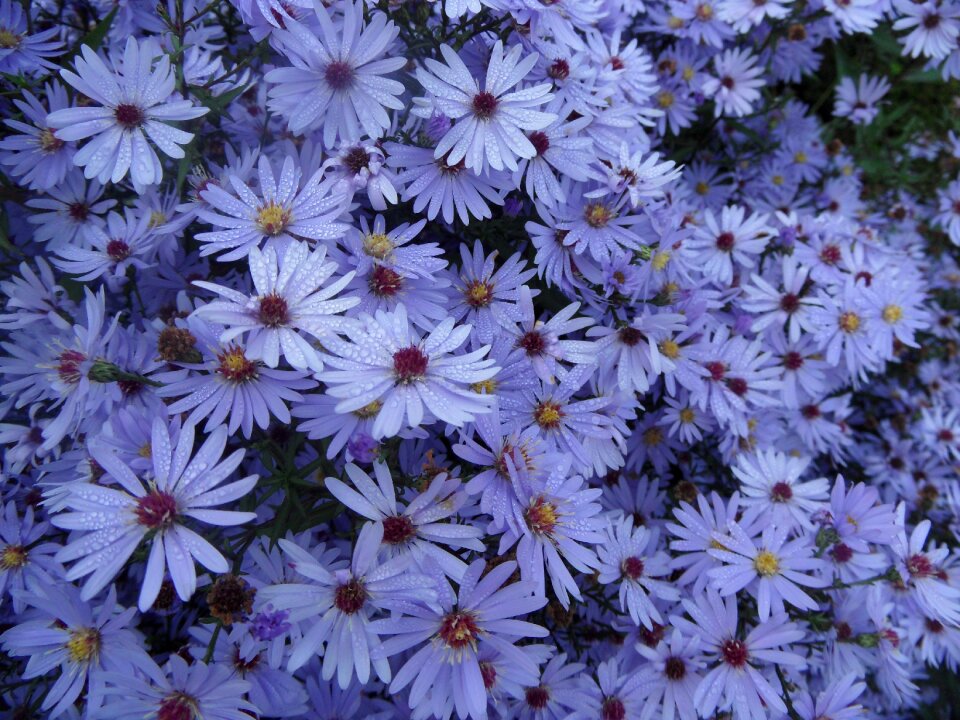 Nature purple flower autumn