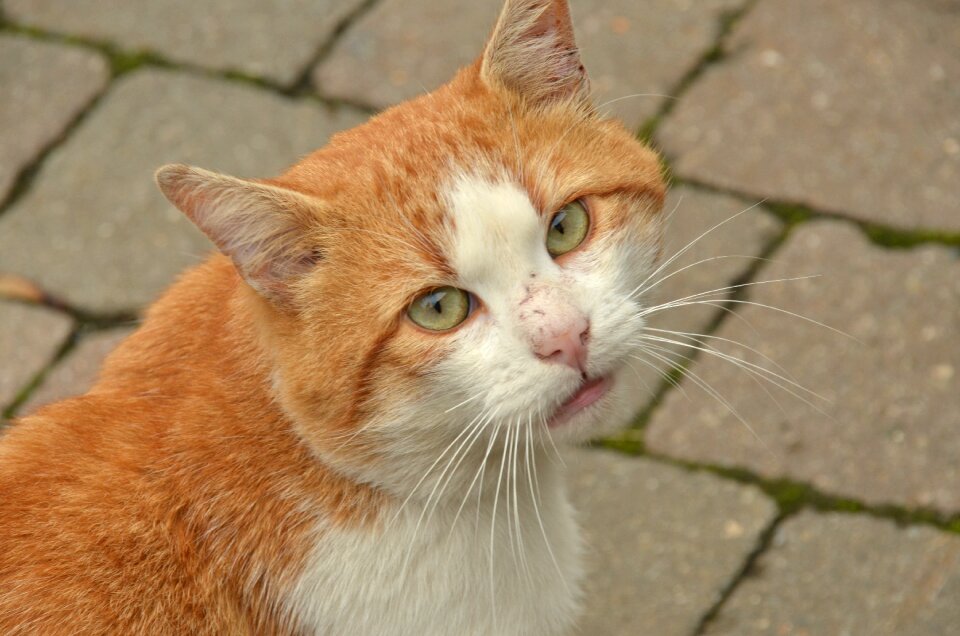 Cat red eyes