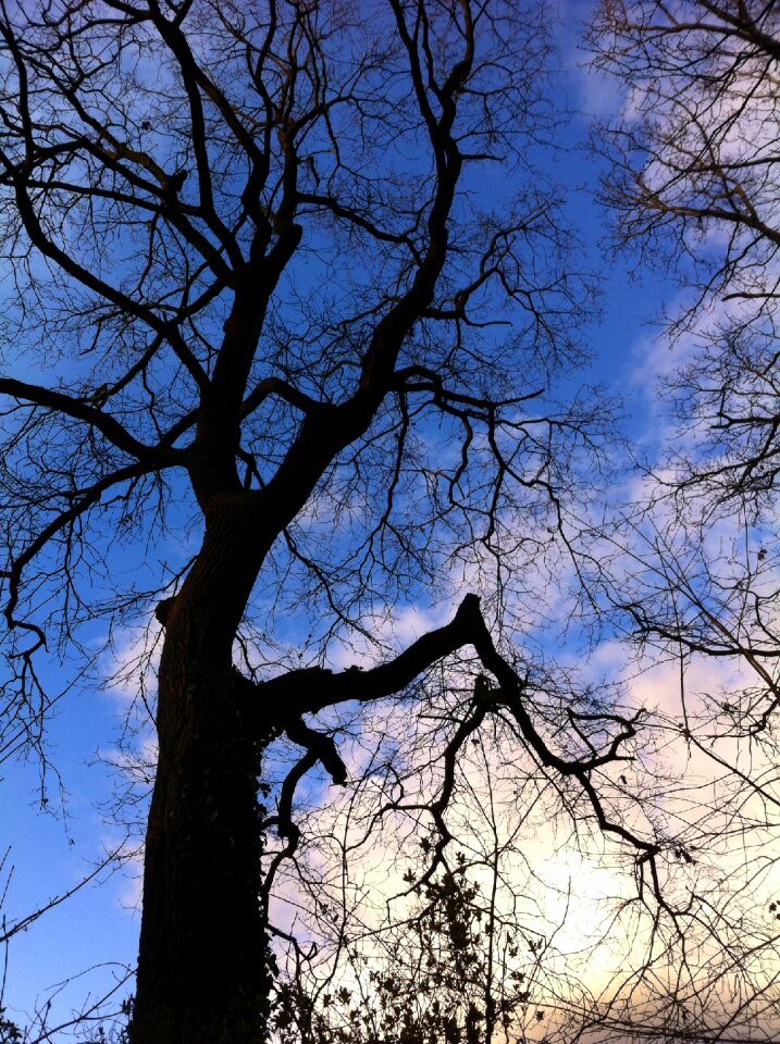 Tree nature silhouette