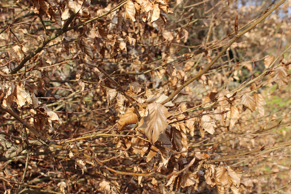 In the forest golden autumn