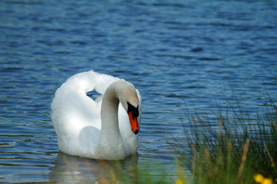 Nature water lake