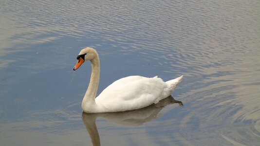 Water pond bird