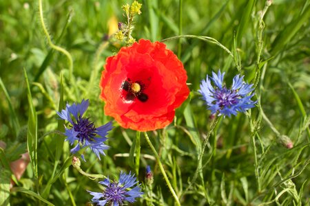 Centaurea flower summer