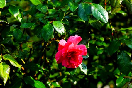 Rose bloom red fragrance photo