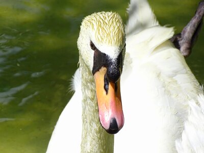 Nature birds beak