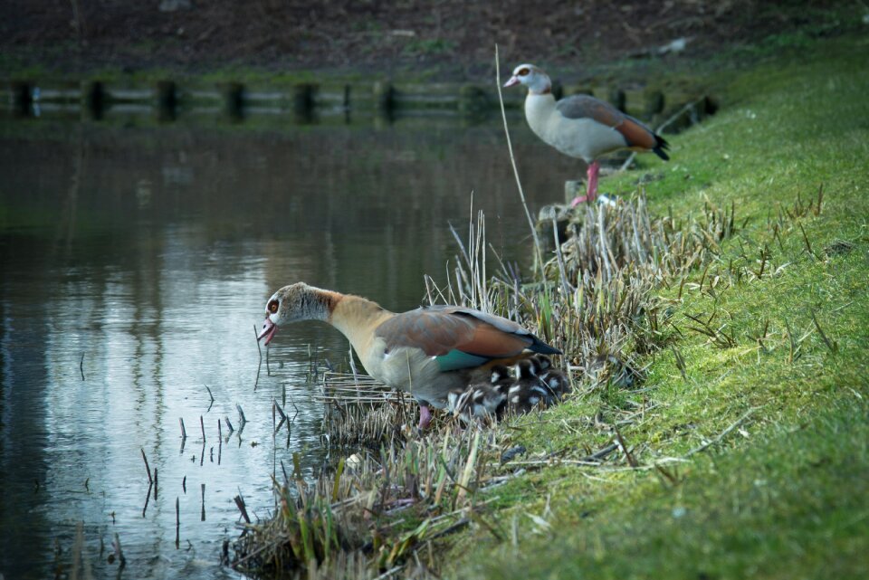 Parents bird water photo