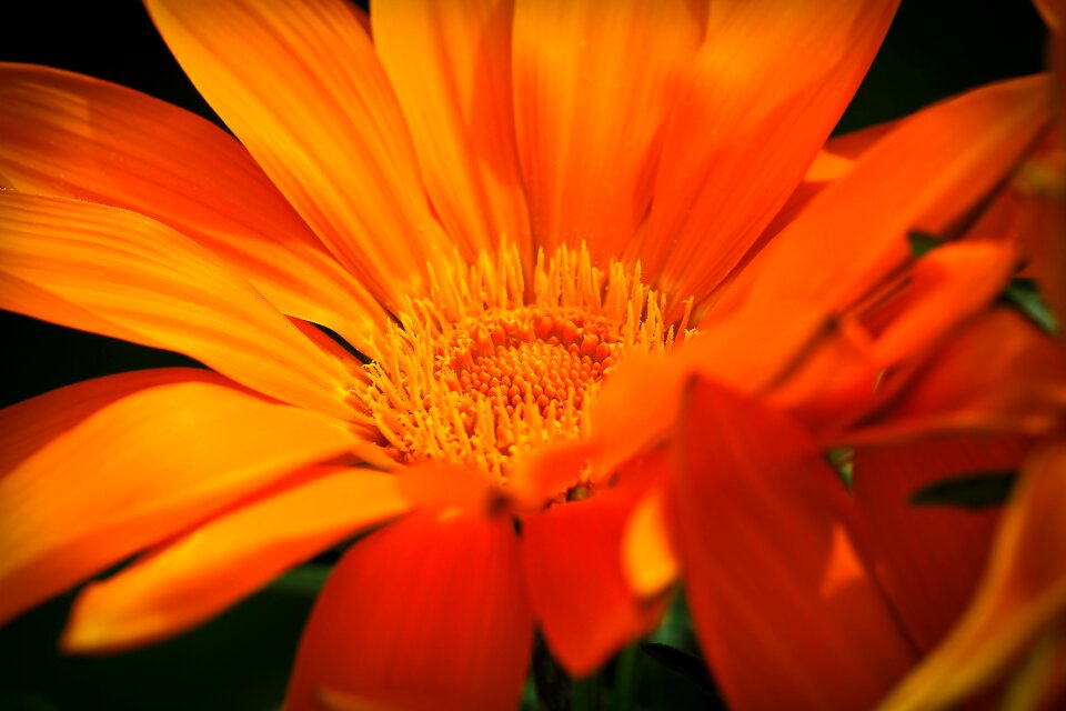 Bloom nature succulent plant