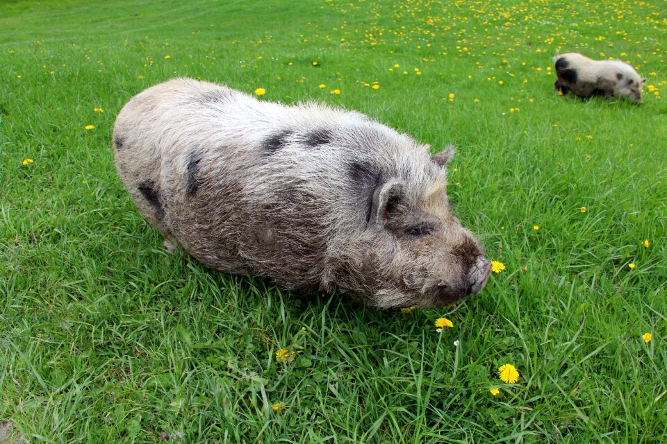 Animal pig meadow