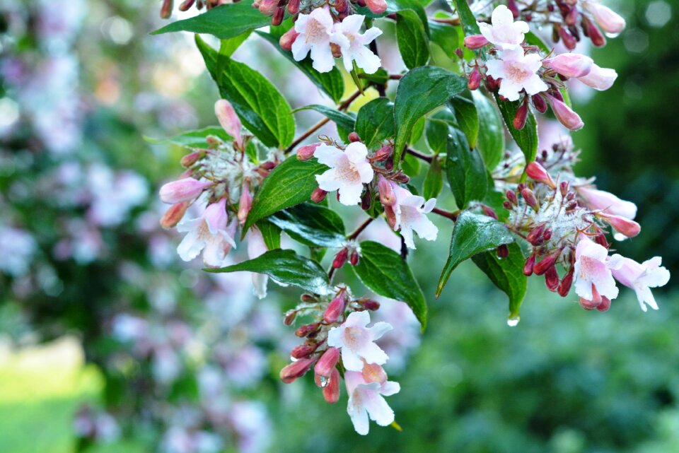 Bloom flowering full bloom