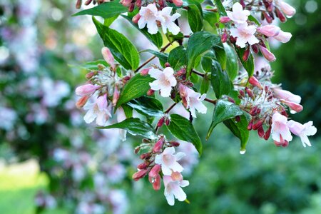 Bloom flowering full bloom