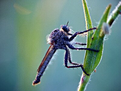 Grass macro dew