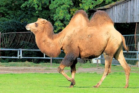 Beast of burden hump zoo photo