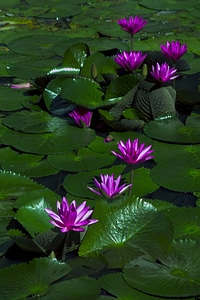Aquatic floral exotic