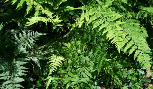 Green fiddlehead nature