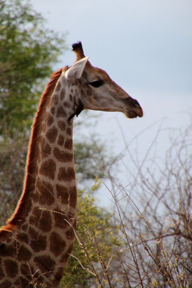 Wildlife safari animal