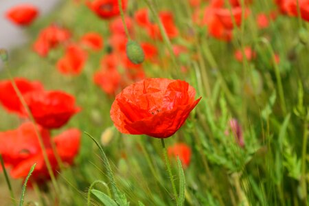 Flowers red poppy red